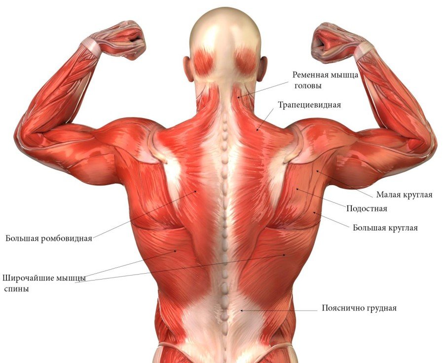 the effects of space flight on the structure and function of human muscle Scientists are testing 'pillownauts' to understand adverse effects of muscle mass, liver and pancreatic function including for space flight. the effects of space flight on the structure and function of human muscle Scientists are testing 'pillownauts' to understand adverse effects of muscle mass, liver and pancreatic function including for space flight.