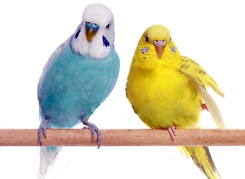 Болезни волнистых попугаев