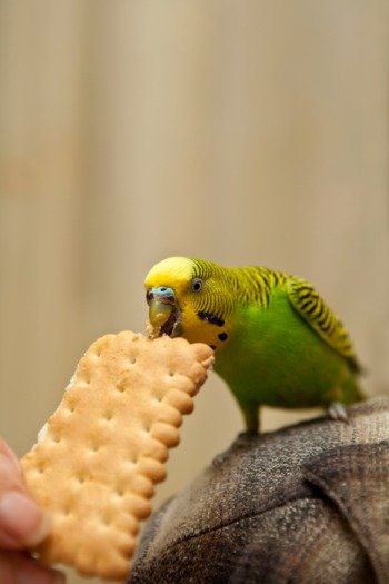 Чем кормить волнистого попугая