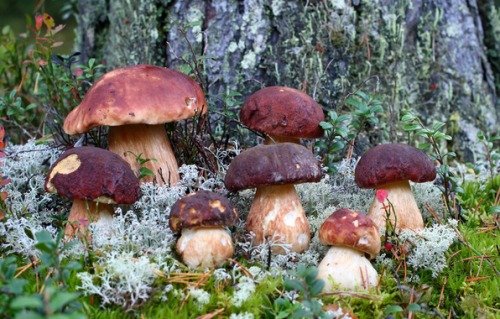 Много грибов под деревом