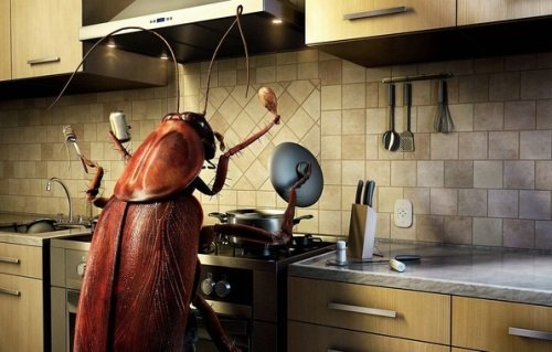 Таракан на кухне